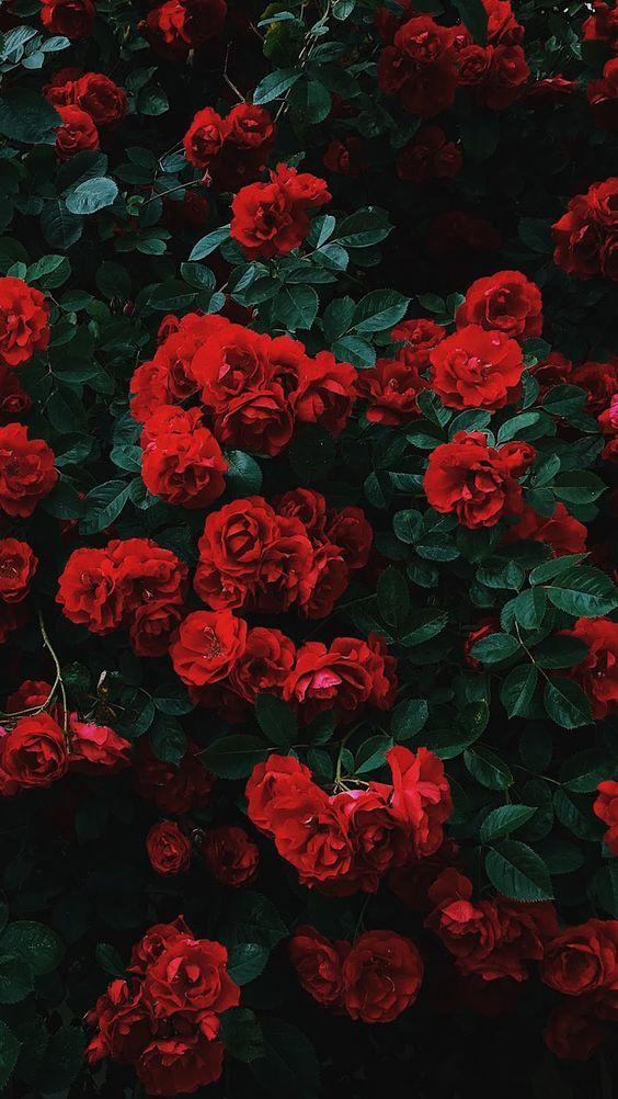 Mystic Garden Whispers: The Secret Flora Symphony